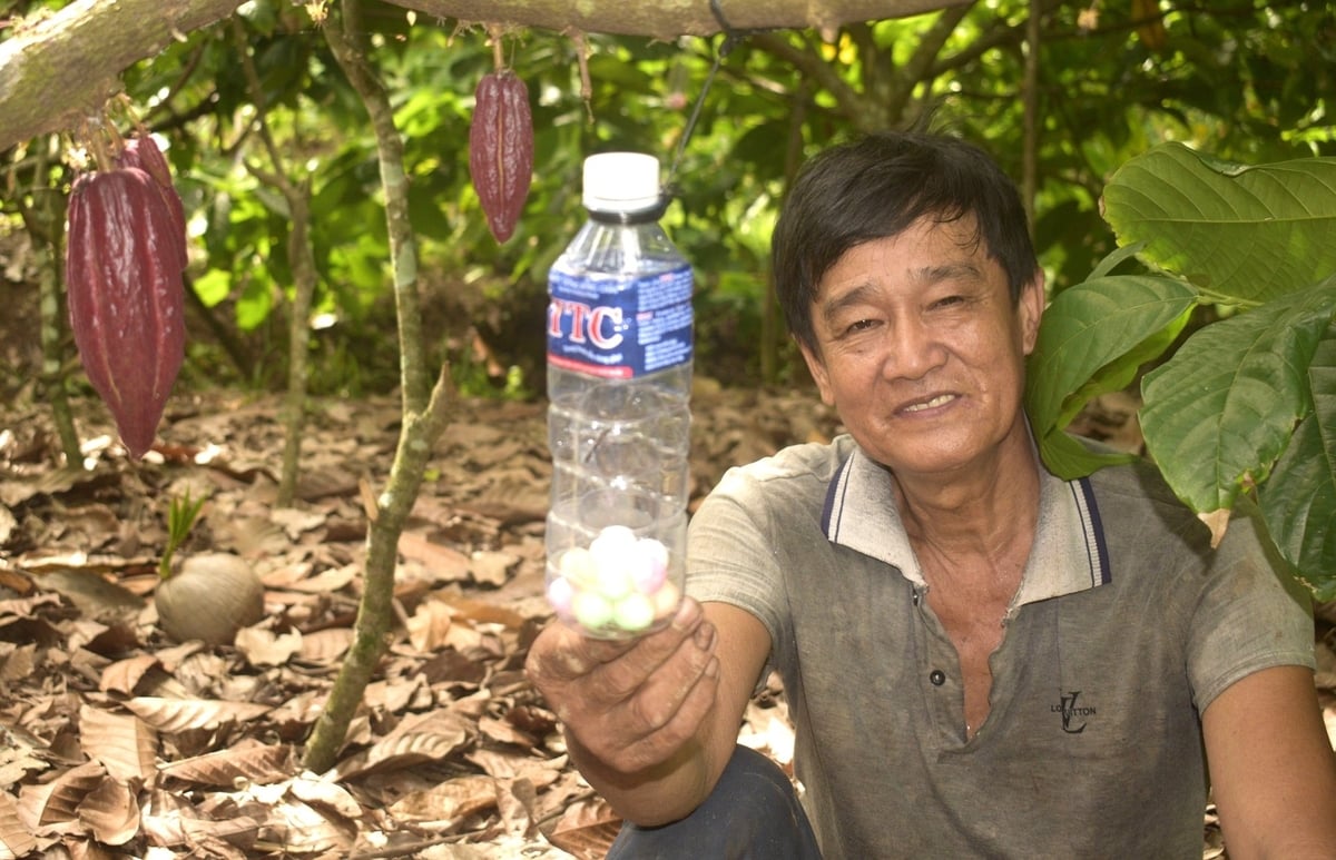 Farmers using camphor oil to deter pests and reduce pesticides in cacao farming. Photo: Minh Dam.