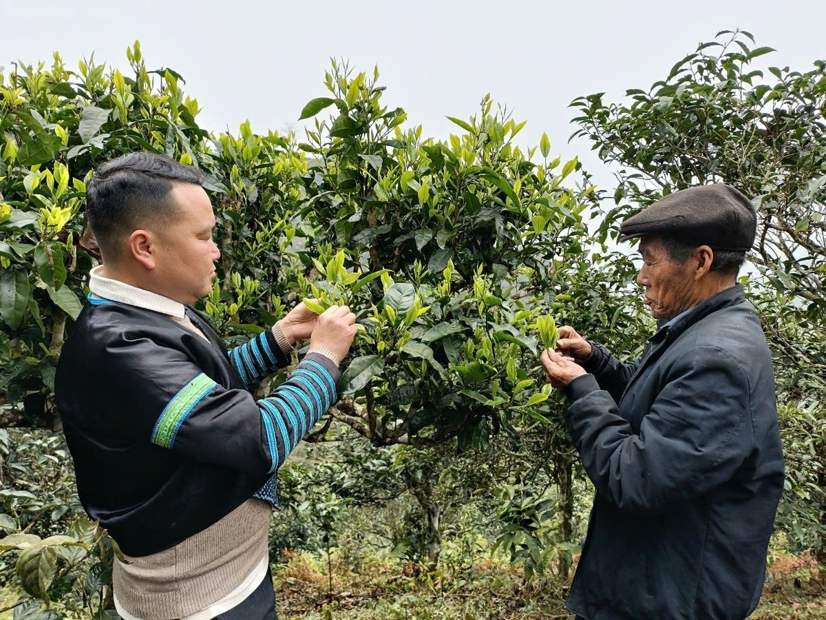 Mr. Cua and the official from Phinh Ho commune visit the ancient tea hill. Photo: Thanh Tien.