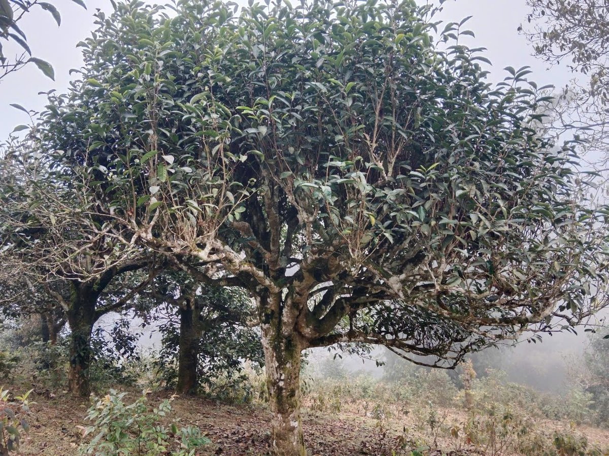 The centuries-old ancient tea trees are protected by the locals. Photo: Thanh Tien.