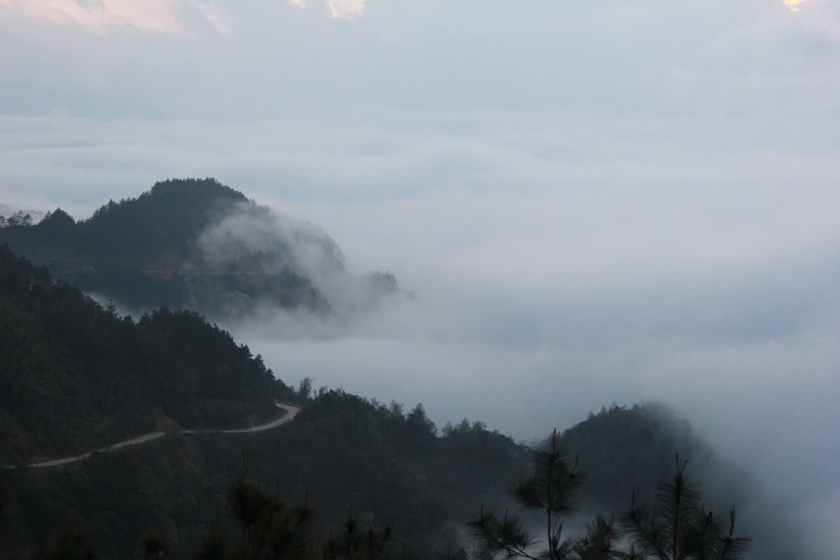 The mountain peaks in Tram Tau, shrouded in clouds throughout the four seasons, provide ideal conditions for the Shan Tuyet tea plants to thrive. Photo: Thanh Tien.