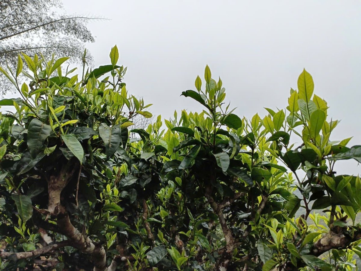 Shan Tuyet tea is cultivated by the locals following organic production principles, ensuring its excellent quality. Photo: Thanh Tien.