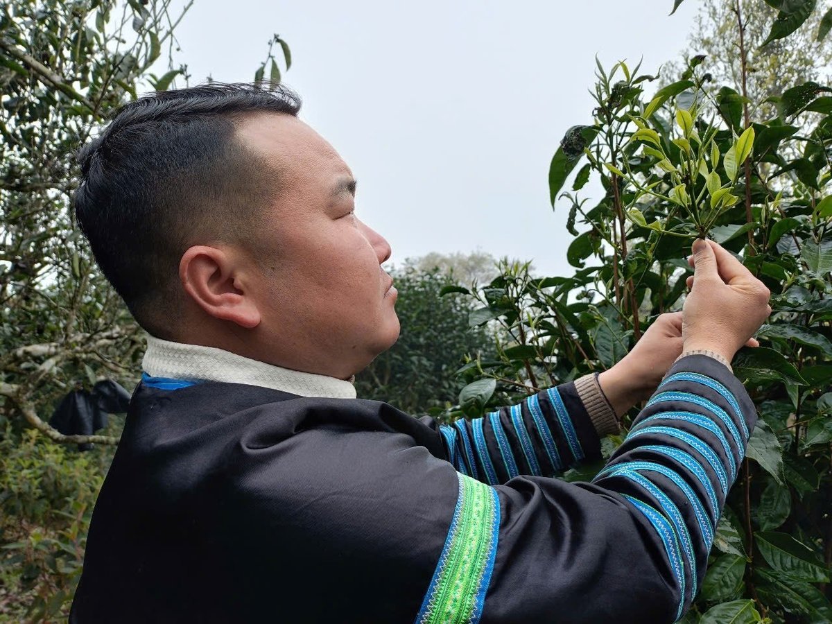 After the cold winter days, with the arrival of spring, the tea buds bloom fresh and vibrant. Photo: Thanh Tien.