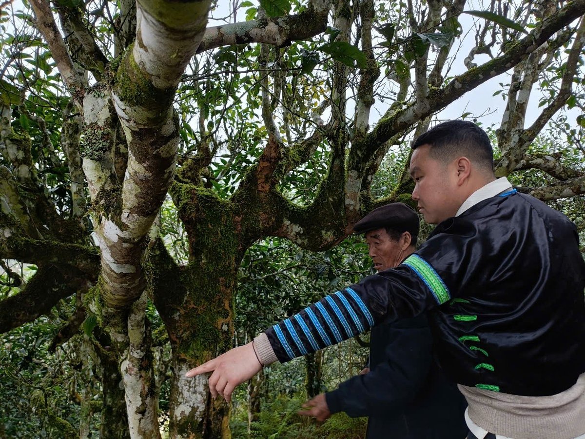 The ancient tea trees with large trunks, covered in moss, in the garden of Mr. Cua's house. Photo: Thanh Tien.