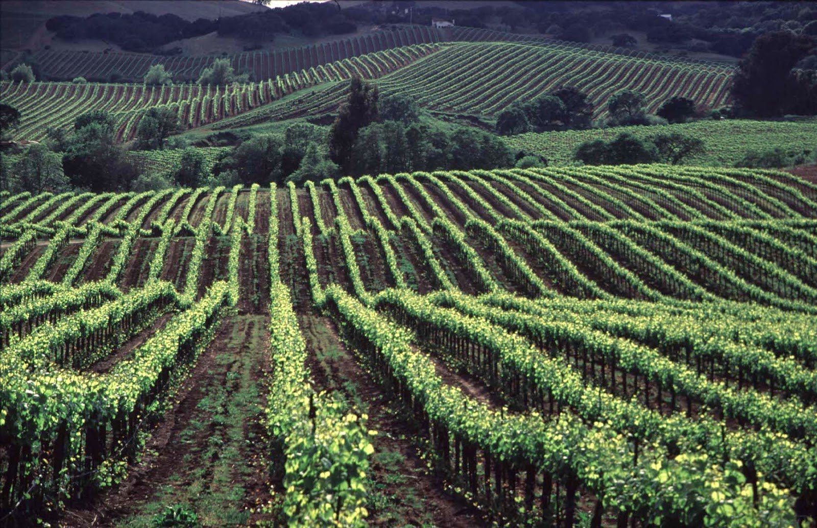 Vast vineyards in Central California.