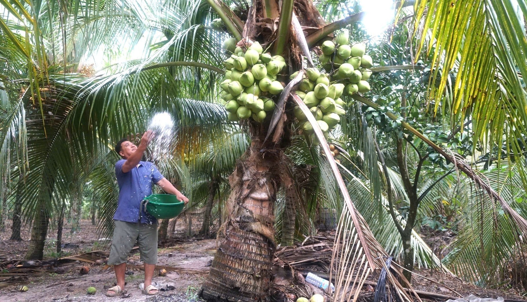 Sea salt is widely used by Viet Coconut 78 Agricultural Services Cooperative to prevent pests and enhance the sweetness of coconuts. Photo: Tran Trung.