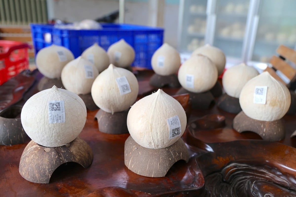 QR codes – the 'identity card' for organic coconuts. Photo: Tran Trung.
