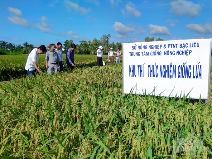 1-cac-giong-lua-blr-103-va-blr-105-duoc-nhieu-nong-dan-danh-gia-cao-ve-tinh-thich-nghi-voi-vung-man-080216_804.jpg Các giống lúa BLR 103 và BLR 105 được nhiều nông dân đánh giá cao về tính thích nghi với vùng mặn. Ảnh: Trọng Linh.