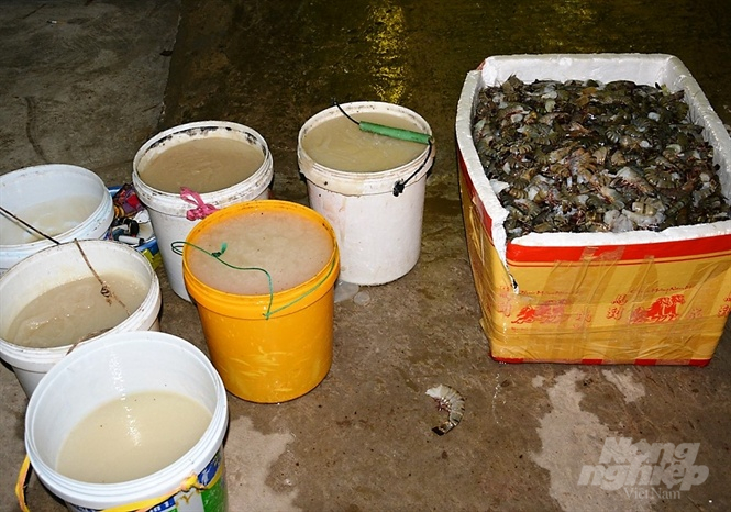 Thu gom, vận chyển tôm có chứa tôm chất một thương lái bị xử phạt. Ảnh: Trọng Linh.