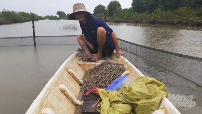 Tỉnh Cà Mau, đang phát triển mạnh mô hình nuôi sò huyết. Ảnh: Văn Vũ.