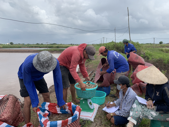 z2935389620087_973040f582fa82fc985d71c2eb8ff807-121722_849.jpg Cà Mau ước tính xuất khẩu tôm mỗi năm đạt khoảng 1 tỷ USD mỗi năm. Ảnh: Trọng Linh.