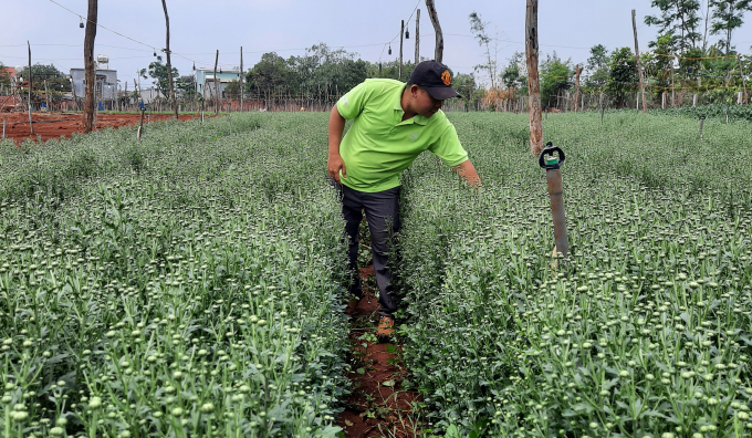 Da Lat is the current key flower production area of Lam Dong province. Photo by: TL.