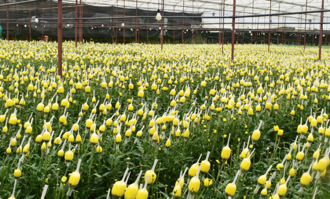 Lam Dong has more than 100 million flowers affected by the pandemic, in need of consumption. Photo by: TL.