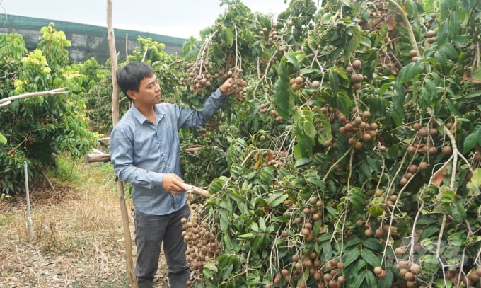 Longan also requires special attention to prevent mealybugs right from the garden. Photo: TL.
