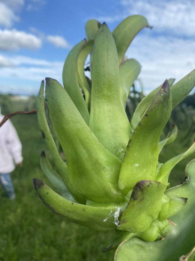A dragon fruit affected by mealybugs at its young stage. Photo: KS.