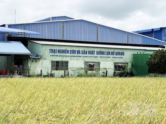 Ho Quang rice seed research and production farm. Photo: HD.
