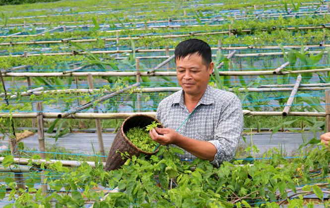 Tonkin creepers' price always ranges from 40,000 to 60,000 VND/kg. It is easy to sell, so many households are encouraged to invest in planting this flower. Photo: DV.