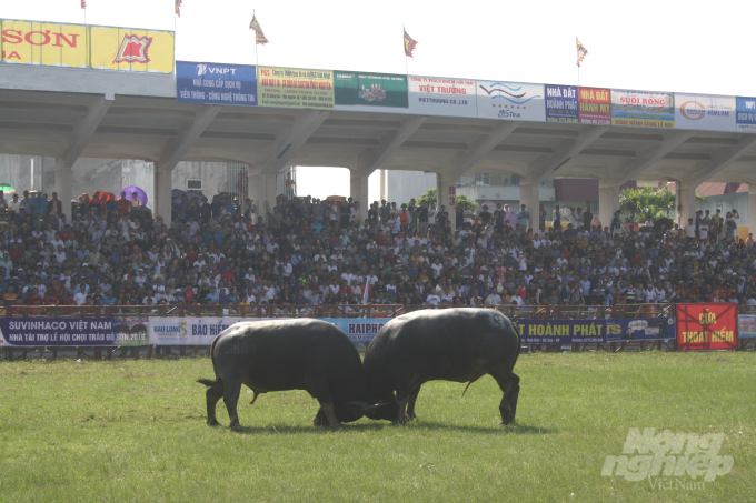 img_9390-223058_835.jpg Chọi trâu truyền thống Đồ Sơn năm 2019. Ảnh: Đinh Mười.