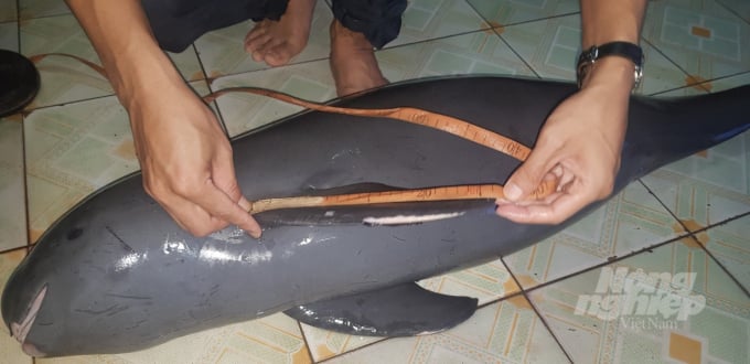 Xác chú cá heo không vây lưng được đưa về Vườn quốc gia Cát Bà. Ảnh: VQGCB.