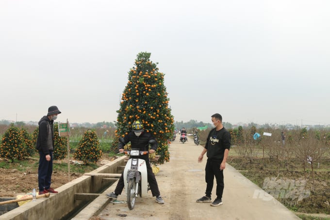 dao-tet-dang-cuong-12-195356_587.jpg Còn tại xã Đồng Thái, người dân cũng đã bán được khoảng 70% diện tích đào, quất và hoa phục vụ dịp tết.