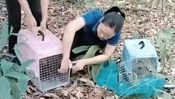Thả 3 con khỉ đuôi lợn về rừng, bảo tồn nguồn gen quý