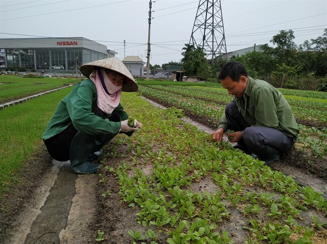 15-53-27_vo_chong_nh_thnh_dng_chm_soc_ruong_ru_giong_cu_gi_dinh