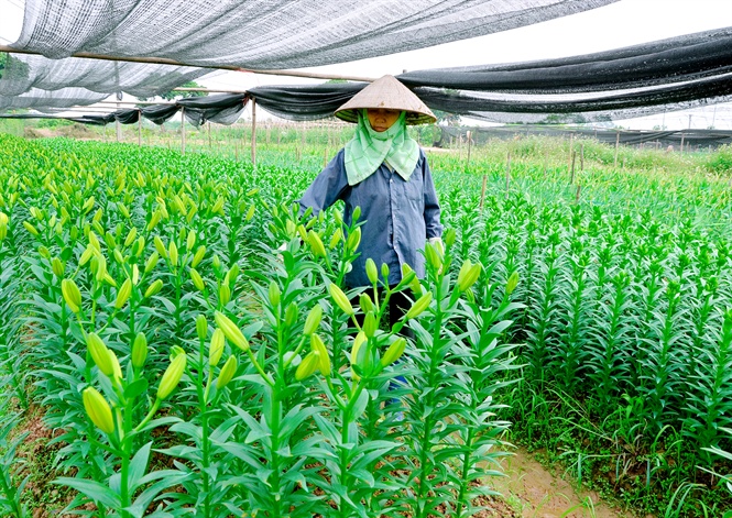15-04-07_vn_lm_l_mot_trong_nhung_huyen_nong_nghiep_cong_nghe_co_cu_tinh_hung_yen