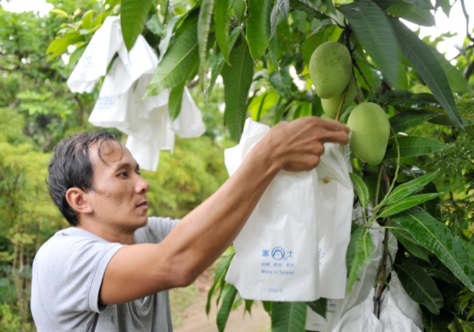 10-35-39_nh_2_de_thun_loi_xoi_xk_trng_thi_truong_trung_quoc_dong_thp_co_hon_100_h_duoc_cp_m_so_vung_trong