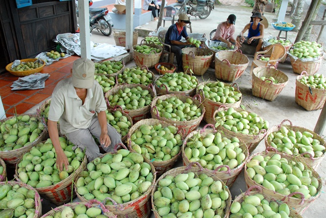 10-35-39_nh_3_xoi_l_cy_chu_luc_cu_tinh_moi_nm_dong_thp_sx_khong_100000_tn_phuc_vu_trong_v_ngoi_nuoc