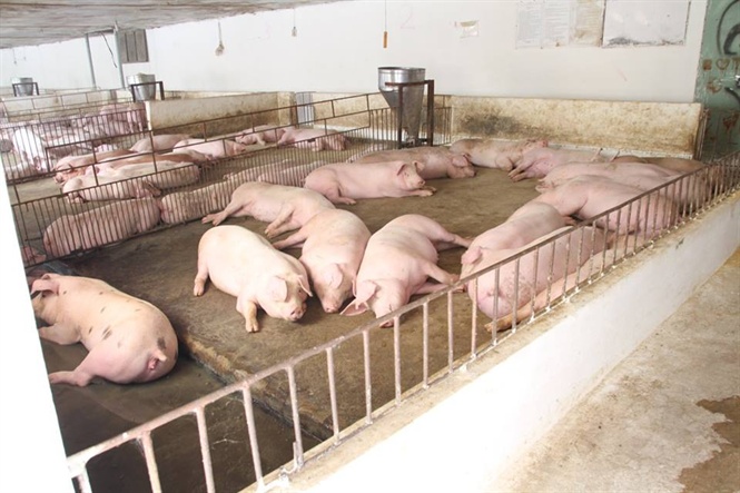 13-06-11_lon_thit_on_dinh_62000_dong