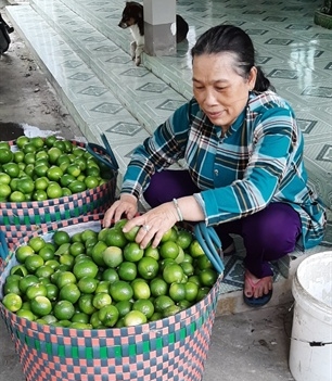 09-39-24_1_b_nguyen_thi_hue_dng_thu_gom_chnh_gio_cho_cong_ty_thu_mu
