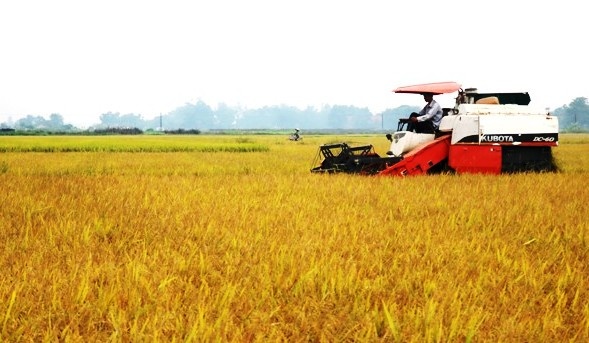 15-47-58_cnh_dong_mu_lon_giong_lu_cht_luong_co