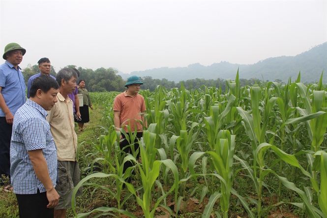 10-41-05_cy_ngo_dong_o_lm_thuong_luon_dem_li_hieu_qu_kinh_te_cho_nguoi_dn_noi_dy