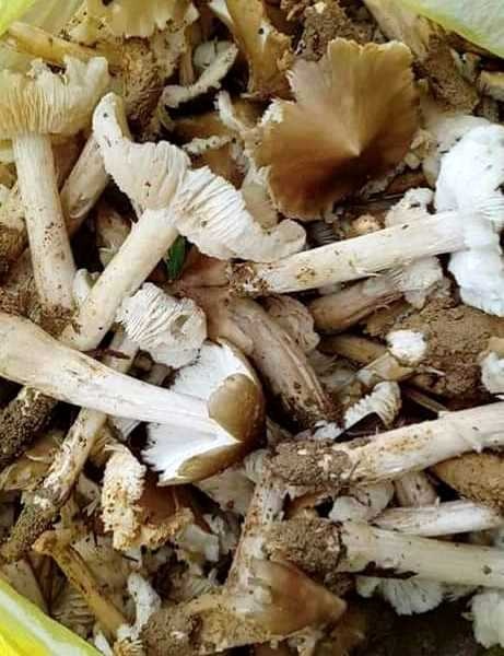 10-36-06_nm_moi_rt_ngon_v_bo_duong