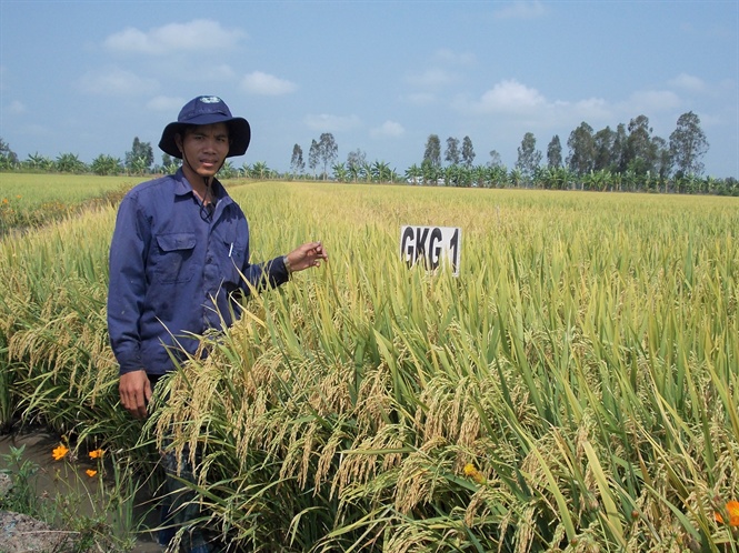 08-18-52_1_giong_lu_gkg_1_duoc_nong_dn_dnh_gi_co_thich_ung_voi_dieu_kien_tho_nhuong_thoi_tiet_bt_loi