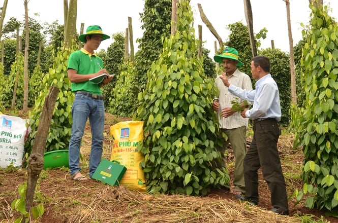 10-35-35_huong_dn_su_dung_phn_bon_phu_my_2_1