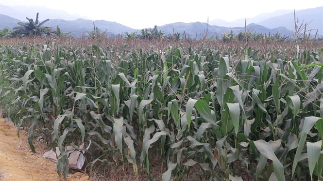 15-19-35_ngo_dong