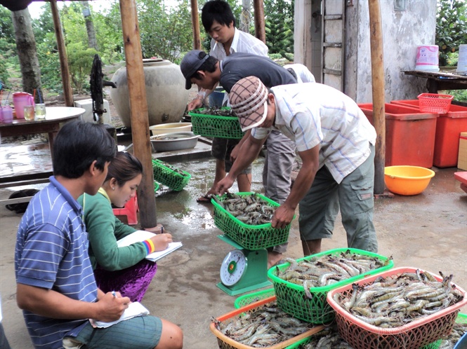 17-36-51_2thuong_li_tng_cuong_thu_mu_tom_cu_nong_dn_cung_cp_nguyen_lieu_cho_cc_nh_my_che_bien_xut_khu_2