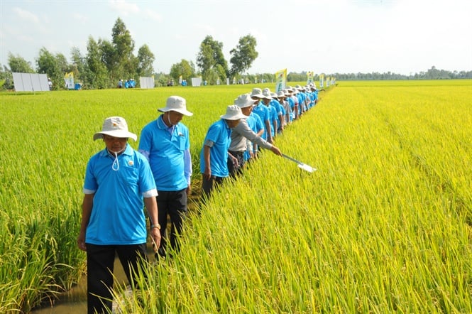 17-21-09_nh_2_viec_co_nhung_giong_mu_moi_co_dc_tinh_uu_viet_gop_phn_vo_su_pht_trien_ben_vung_giong_lu_v_thuong_hieu_go_viet_nm
