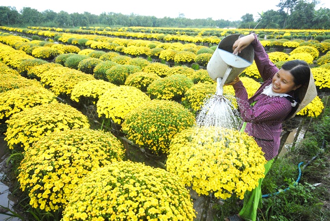 13-36-59_nh_1_nguoi_dn_mien_ty_chm_soc_ho_de_no_dung_thoi_diem_tet
