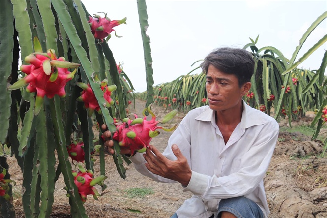 15-21-27_nong_dn_buon_b_vi_du_r_thnh_long_gp_kho