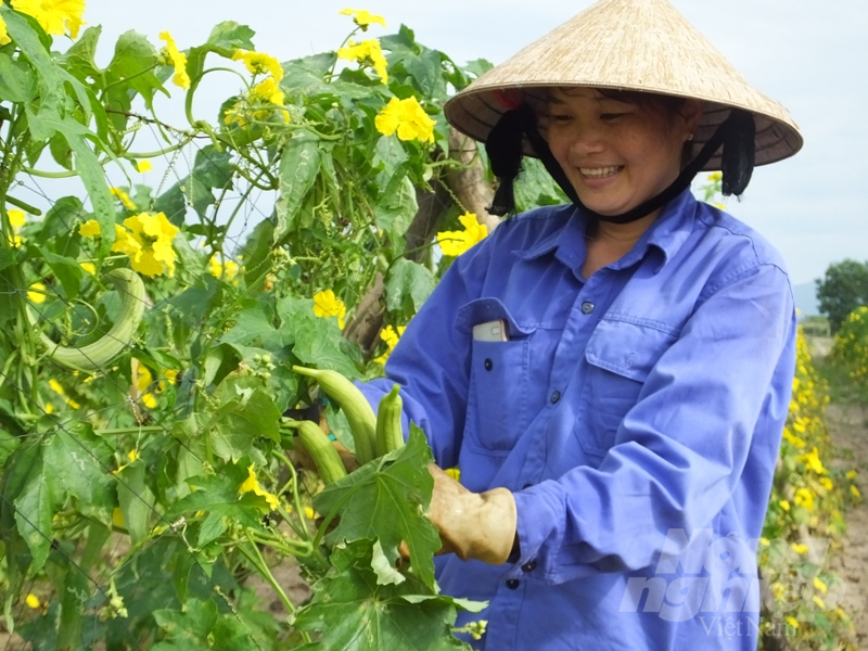 Vụ đông năm 2020 Hà Tĩnh quyết tâm sản xuất đạt kế hoạch về diện tích song không làm bằng mọi giá. Ảnh: Thanh Nga.
