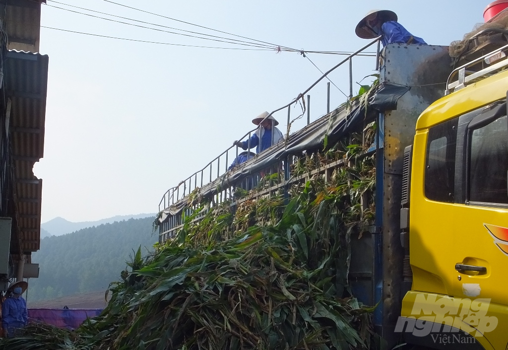 Liên kết sản xuất ngô sinh khối như quả bóng 'xì hơi'. Ảnh: Thanh Nga.