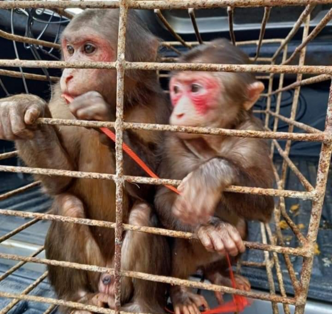 2 cá thể khỉ mặt đỏ được người dân và lực lượng chức năng chăm sóc khỏe mạnh. Ảnh: VQGVQ.