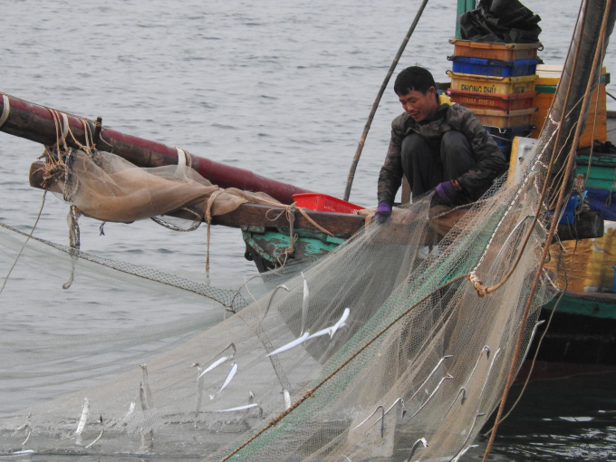 dscn3535-105816_992.jpg Ngoài những chiếc tàu có công suất lớn đánh bắt xa bờ, rất nhiều tàu thuyền nhỏ đánh bắt vùng lộng, đi về trong ngày cũng thu được tiền triệu đến chục triệu đồng từ tôm, cá, mực. Trong ảnh, tàu 24CV của một ngư dân ở xã Thạch Kim đánh bắt gần bờ được mẻ cá hố khoảng hơn 1 tạ.