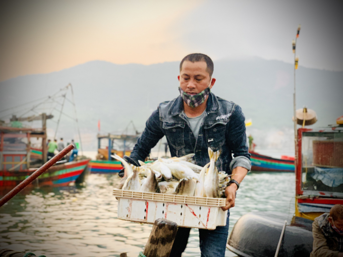 z2349696024372_383ba5bc5bc85f3c7442c192d5878be7-110649_164.jpg Sau nhiều ngày ra khơi, tàu của anh Chính trúng khoảng 50kg cá mú và 5 tạ cá căng.