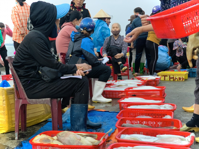 z2349728836113_bd9c96b0598d311d529b071a3635ce9d-105822_509.jpg Các loại mực ống, mực lá, mực nang… cũng xuất hiện rất sớm trên vùng biển Hà Tĩnh.