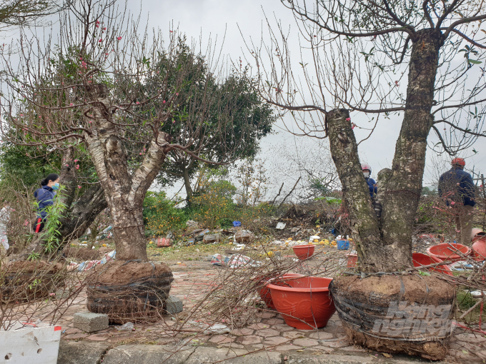 20220131_153608-155422_154.jpg Các 'cụ' đào đang nằm chỏng chơ trên vỉa hè.