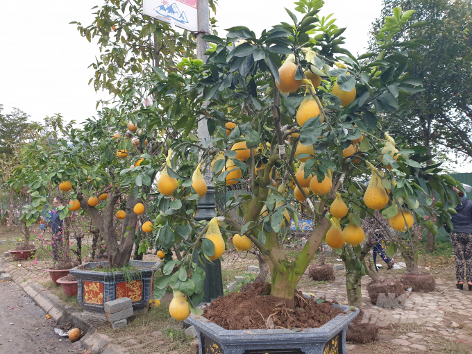 20220131_153918-155420_544.jpg Đã 17h chiều ngày 31/1 (tức 30 Tết) nhưng người bán tại chợ hoa phường Nguyễn Du, TP Hà Tĩnh vẫn đông hơn người mua.