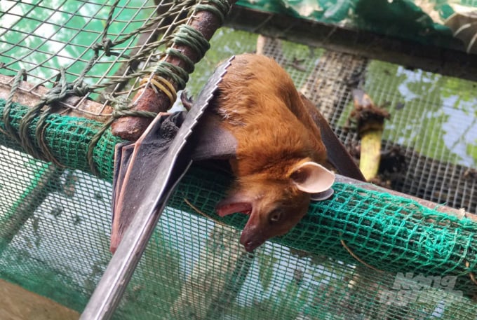 Sau khi nghe tiếng dơi mồi kêu, dơi thường tìm đến và sà xuống thấp. Cứ thế, dân săn dơi cứ dùng dợt mà bắt. Càng về đêm, dơi xuống càng nhiều nên việc bắt dơi lúc đó vô cùng dễ dàng.
