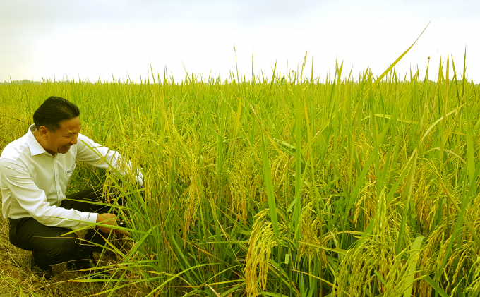 Lúa hữu cơ bén duyên trên vùng đất cằn Gio Linh (Quảng Trị). Ảnh T.N.